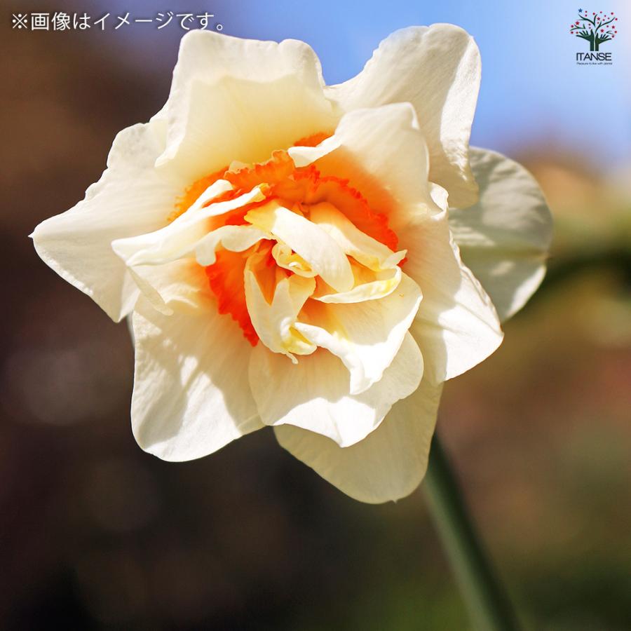 メイテル様 確認用 水仙　超多弁咲き 1球根 ① メイテル様 確認用 水仙 超多弁咲き 1球根 ① メイテル様 確認用 水仙