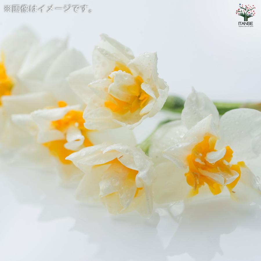 球根 八重咲き水仙 フラワーパレード 花球根 2球/1個売り 球根の花