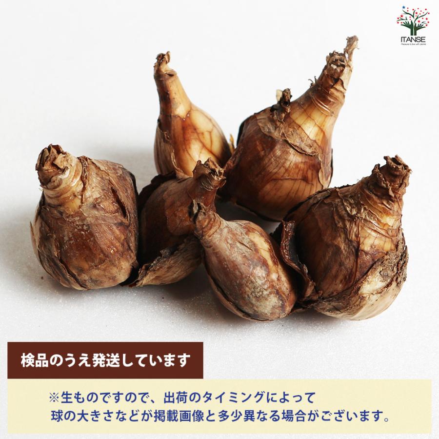 球根 八重咲き水仙 タヒチ 花球根 2球/1個売り 球根の花 鉢植え 地植え