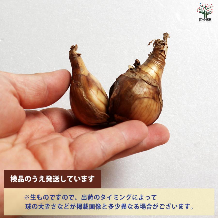 球根 球根 八重咲き水仙 タヒチ 花球根 2球/1個売り 球根の花 鉢植え 地植え