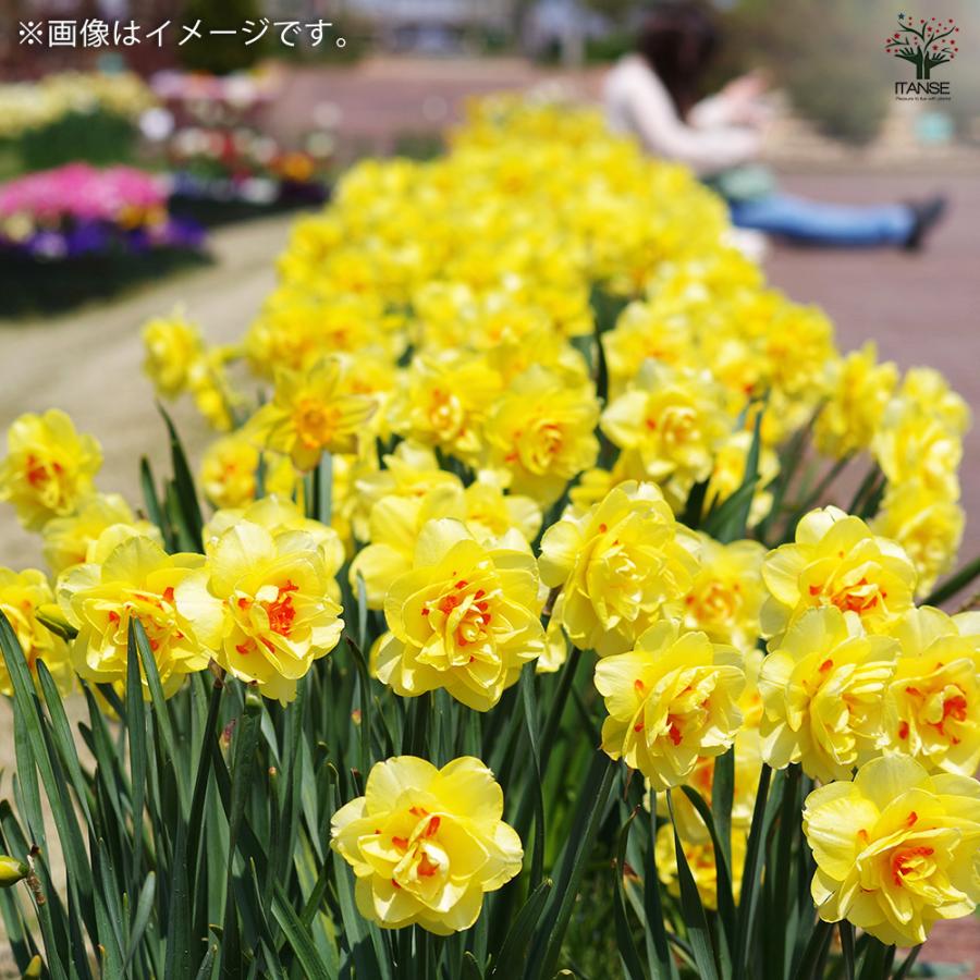 球根 八重咲き水仙 タヒチ 花球根 2球/1個売り 球根の花 鉢植え 地植え