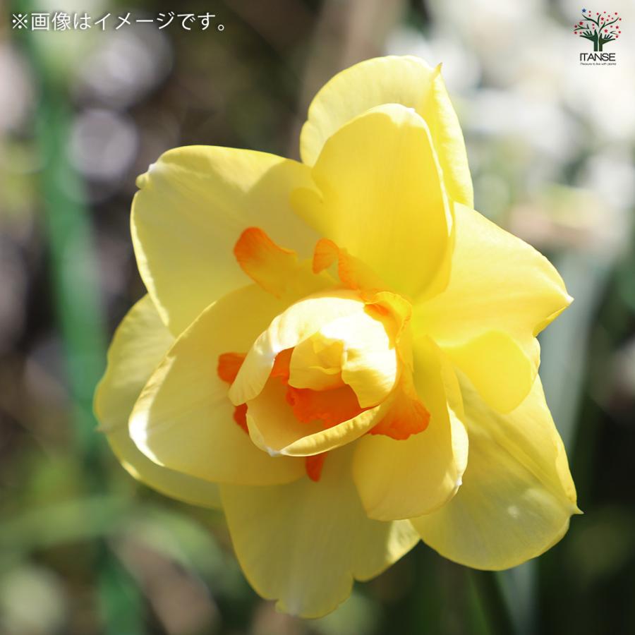 球根 八重咲き水仙 タヒチ 花球根 2球/1個売り 球根の花 鉢植え 地植え