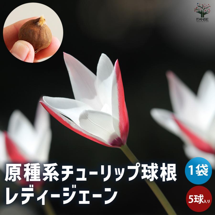 球根 原種系チューリップ レディージェーン 花球根 5球/1個売り 球根 原種系チューリップ レディージェーン 花球根 5球/1個売り