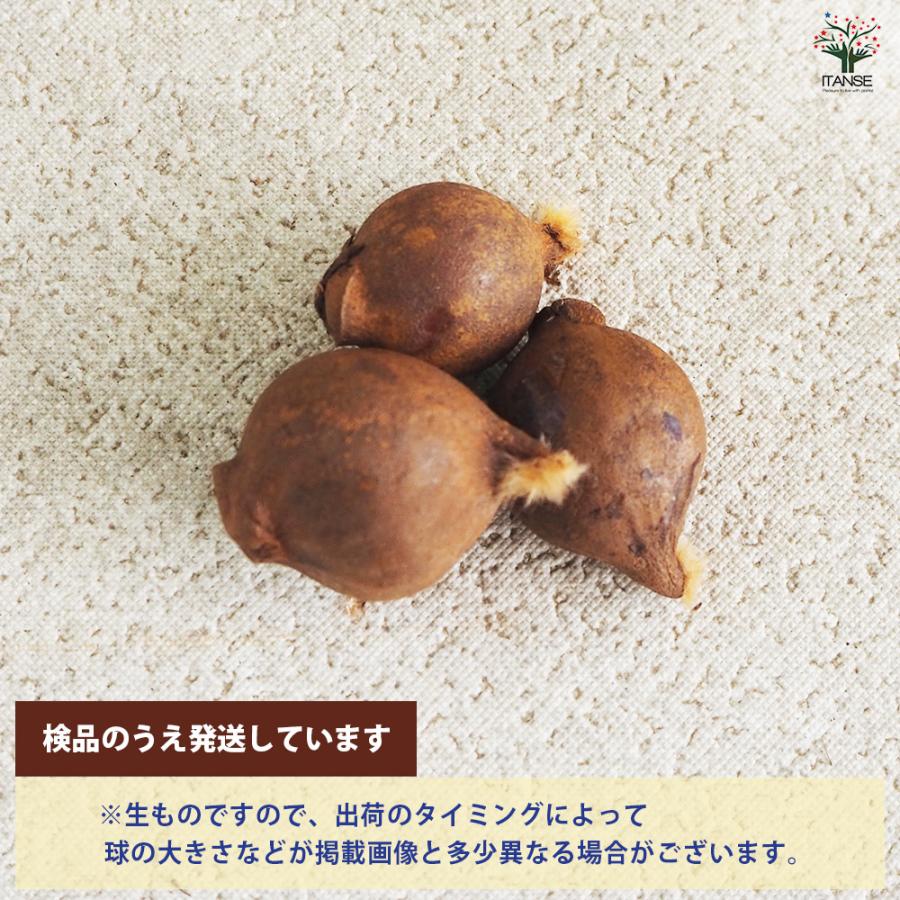 球根 原種系チューリップ レディージェーン 花球根 5球/1個売り 球根の