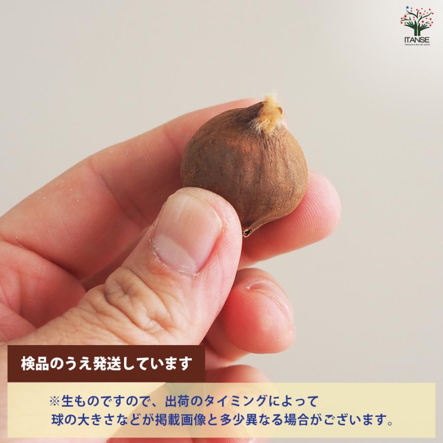 球根 原種系チューリップ レディージェーン 花球根 5球/1個売り 球根の