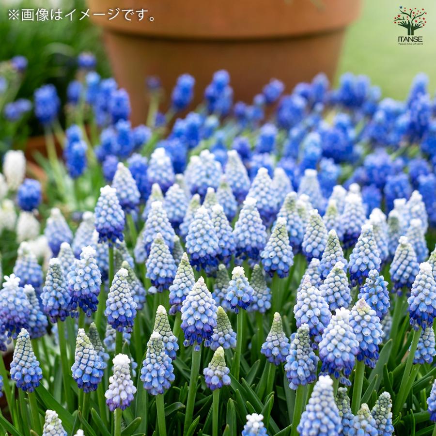 6月発送ご希望 ムスカリ球根 球根 ムスカリ 3種混合 【花球根 10球】｜ 【植物のITANSE】全品
