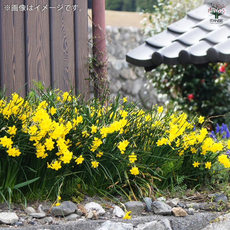 球根 水仙 テタテタ 花球根 10球/1個売り 球根の花 鉢植え 地植え 