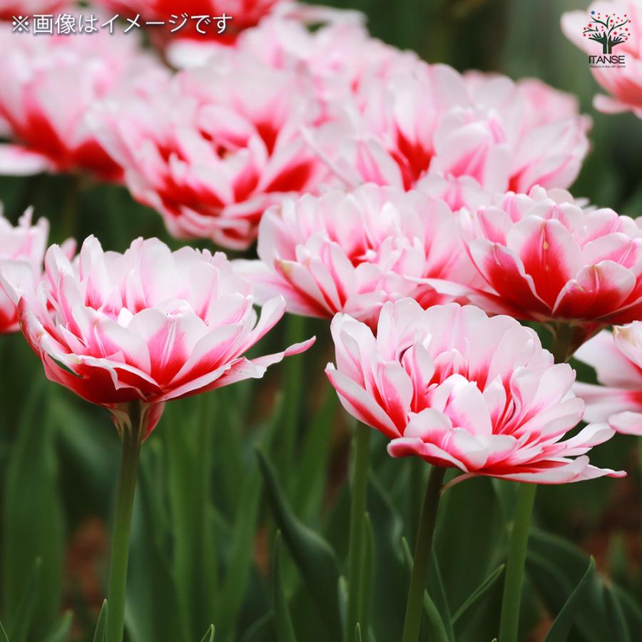 球根 八重咲きチューリップ シャンデリア 花球根 3球/お買い得2個