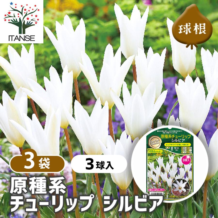球根 原種系チューリップ シルビア 花球根 3球/お買い得3個セット 球根