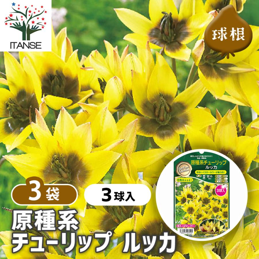 球根 原種系チューリップ ルッカ 花球根 3球/お買い得3個セット 球根の