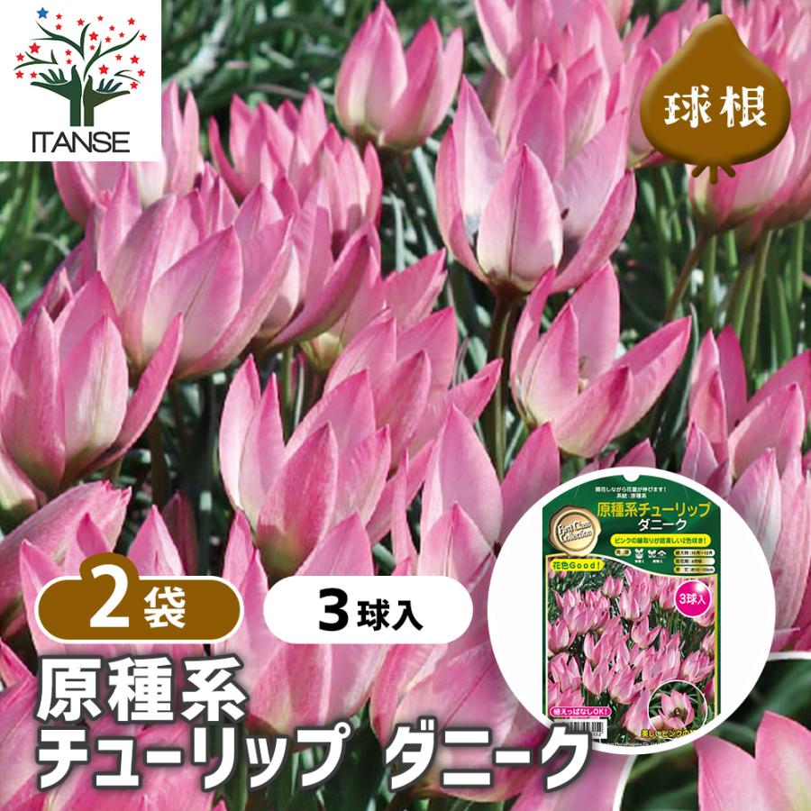 球根 原種系チューリップ ダニーク 花球根 3球/お買い得2個セット 球根