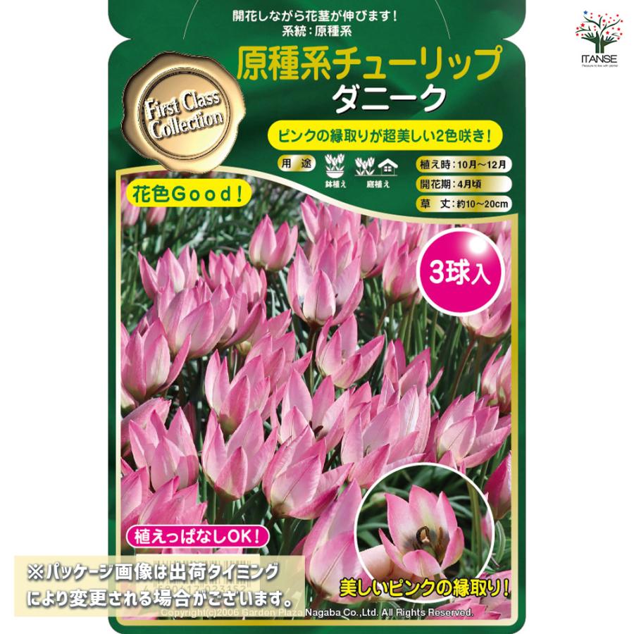 球根 原種系チューリップ ダニーク 花球根 3球/お買い得2個セット 球根