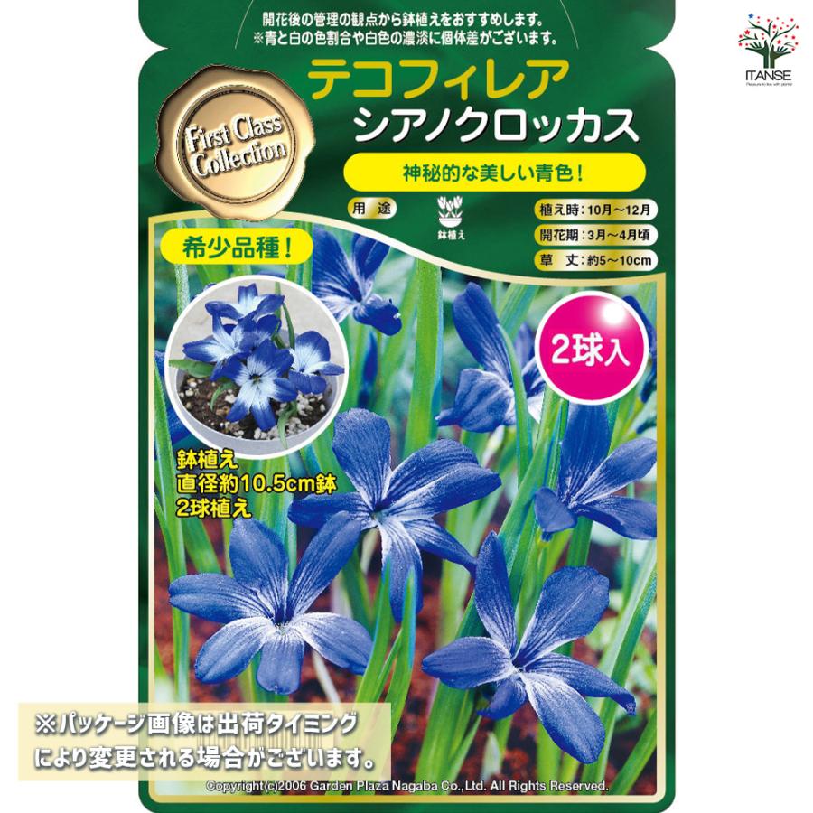 球根 テコフィレア シアノクロッカス 花球根 2球/1個売り 球根の花