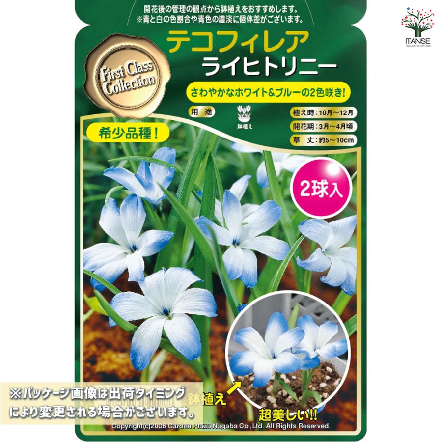 球根 テコフィレア シアノクロッカス ライヒトリニー 花球根 2球/1個