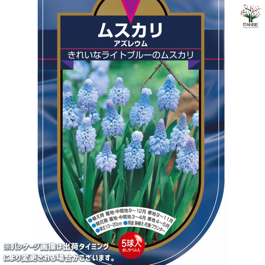 ムスカリ アズレウム 花球根 5球/お買い得3個セット 球根 花の球根