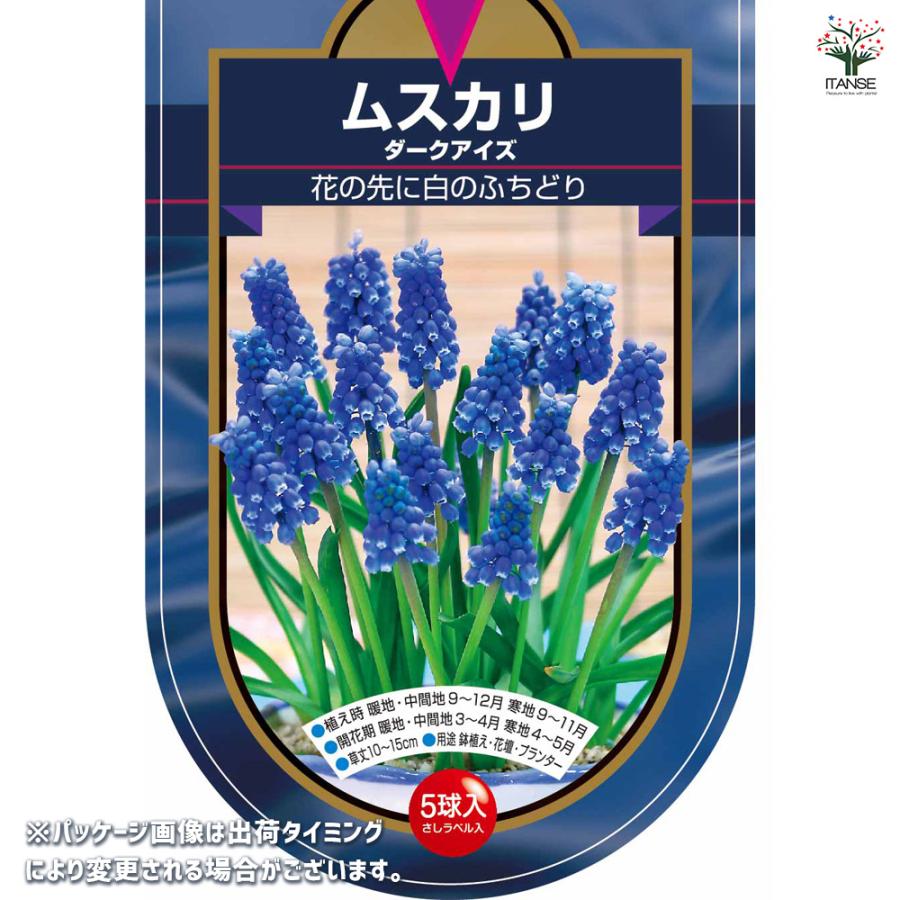 球根 ムスカリ ダークアイズ 花球根 5球/1個売り 球根の花 鉢植え 地