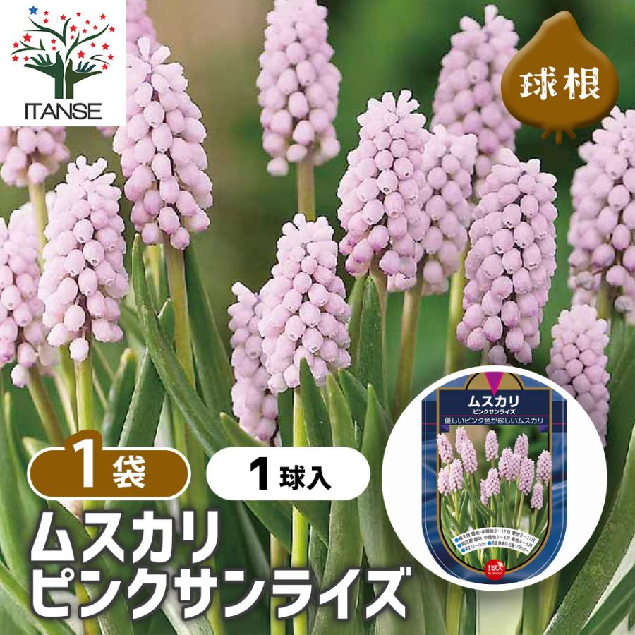 球根 ムスカリ ピンクサンライズ 花球根 1球/1個売り 球根の花 鉢植え