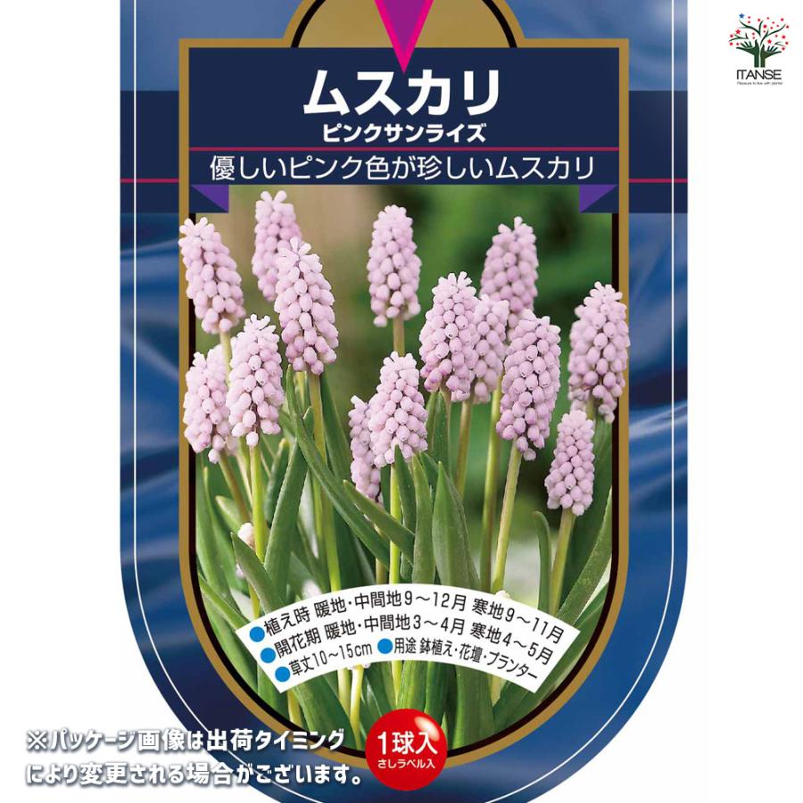 希少 球根 透明感 冷蔵 アイス ムスカリ『ピンクサンライズ』２球 フェミニン♪ 希少 球根 透明感 冷蔵 アイス ムスカリ『ピンクサンライズ』2