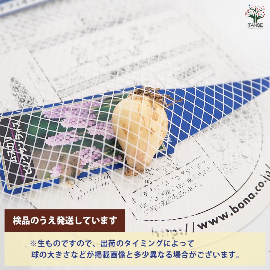 球根 ムスカリ ピンクサンライズ 花球根 1球/お買い得3個セット 球根の
