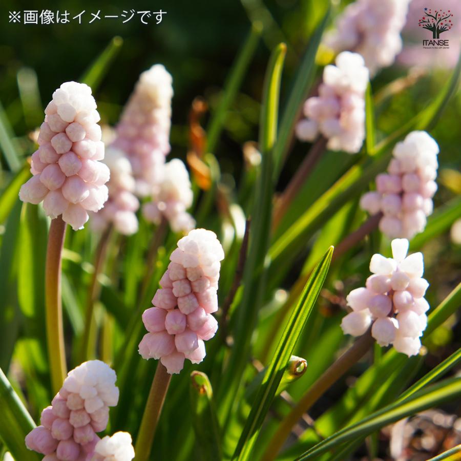 球根 ムスカリ ピンクサンライズ 花球根 1球/お買い得3個セット 球根の
