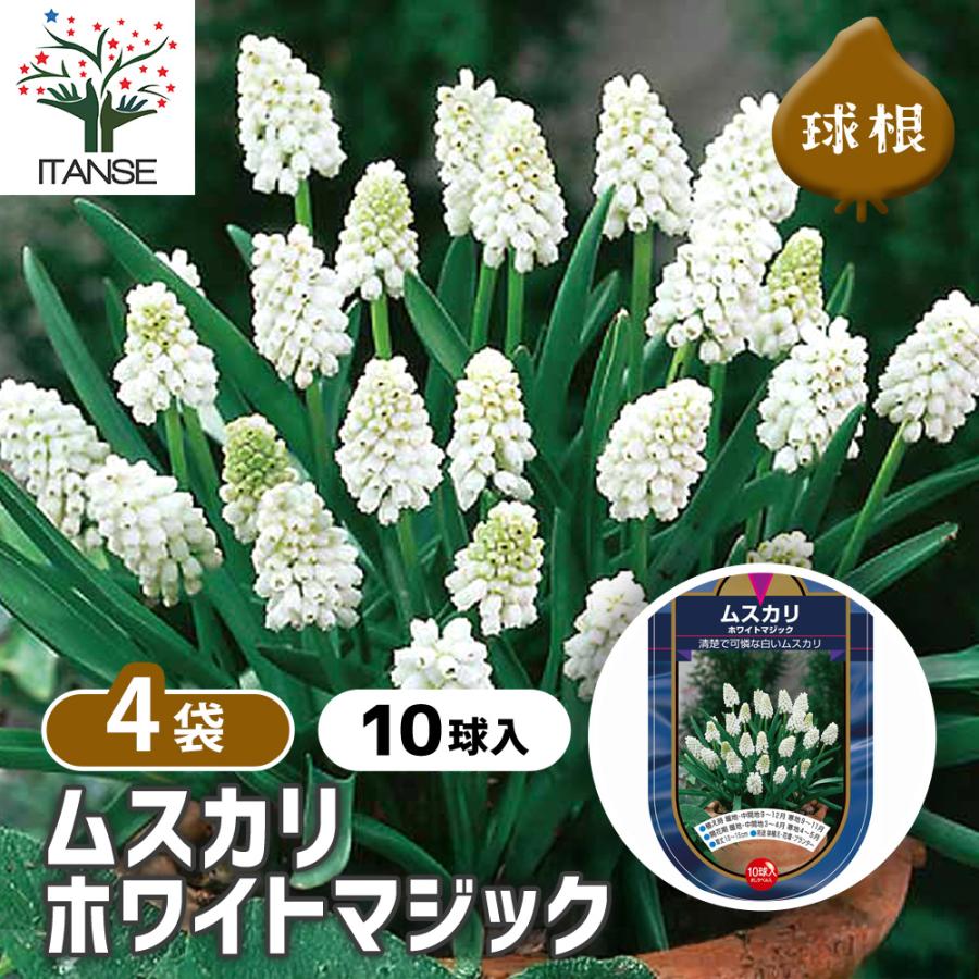 ムスカリ ホワイトマジック 花球根 10球/お買い得4個セット 球根 花の
