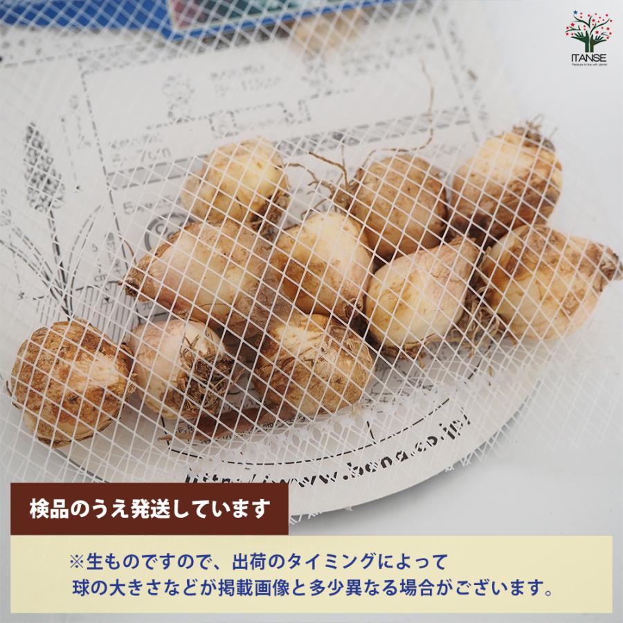 ムスカリ ホワイトマジック 花球根 10球/お買い得4個セット 球根 花の