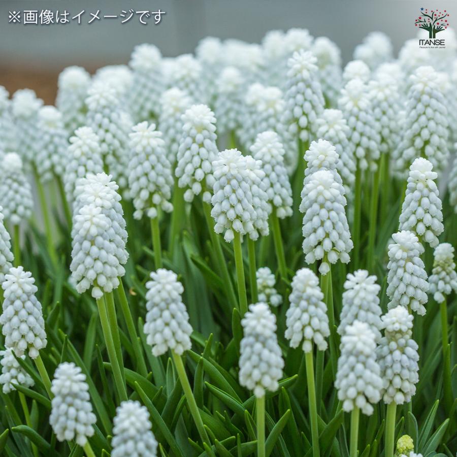 ムスカリ ホワイトマジック 花球根 10球/お買い得4個セット 球根 花の