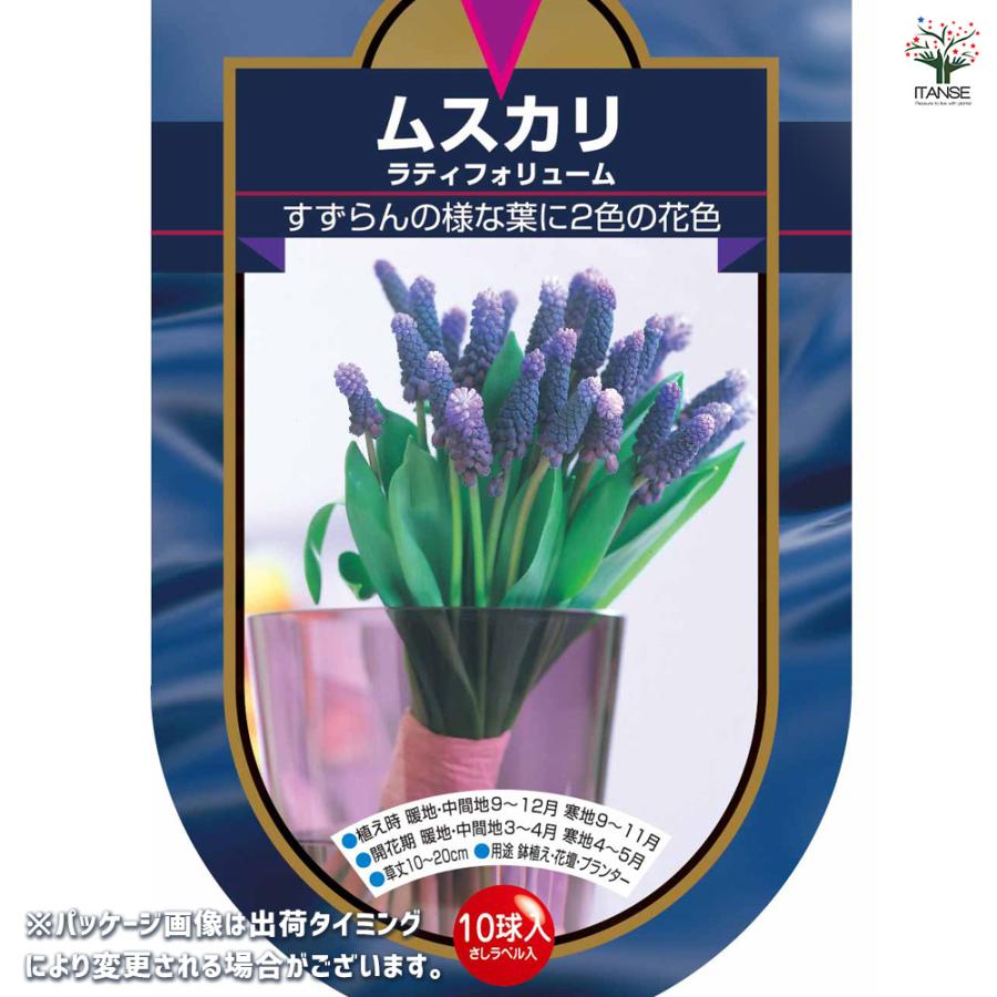 一時的に売り切れ中..ムスカリ根付き球根♪３種類カラフルセット全部で９球 春向けムスカリ根付き球根♪3種類カラフルセット全部で9球 - メルカリ