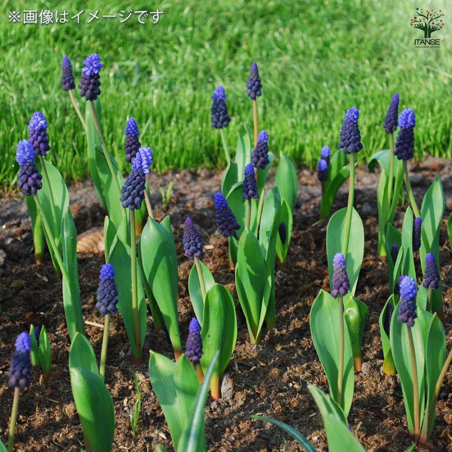 球根 ムスカリ ラティフォリューム 花球根 10球/お買い得3個セット