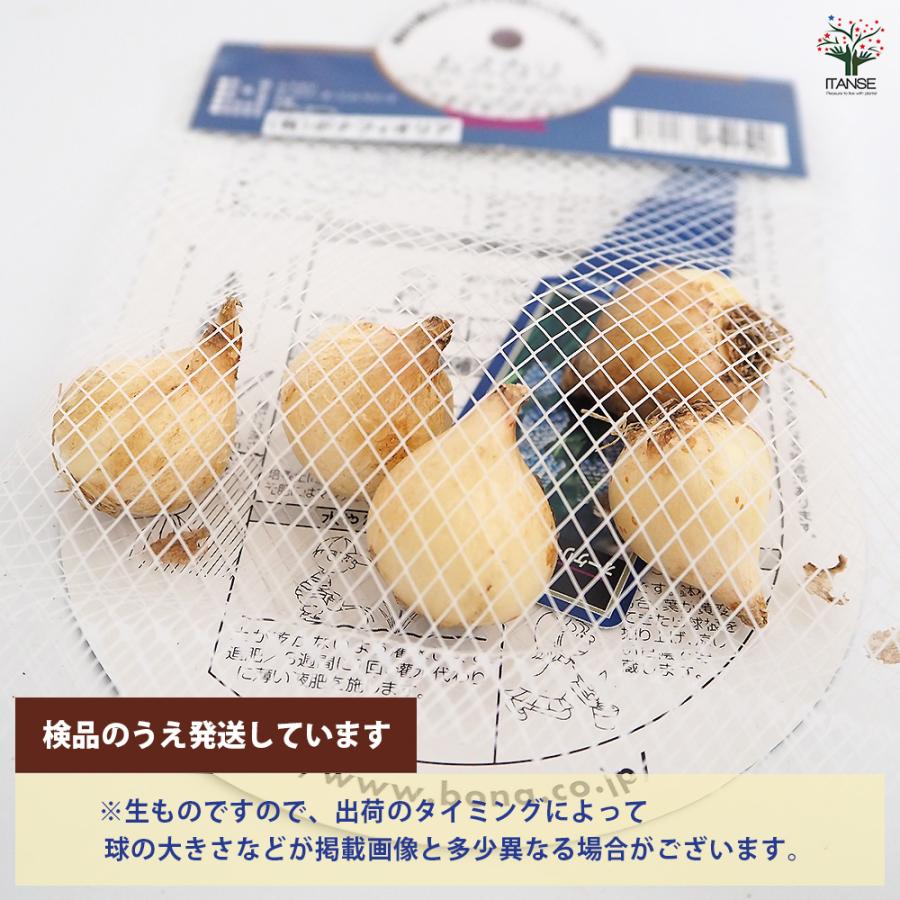 球根 ムスカリ オーケリー オーシャンマジック 花球根 5球/お買い得3個