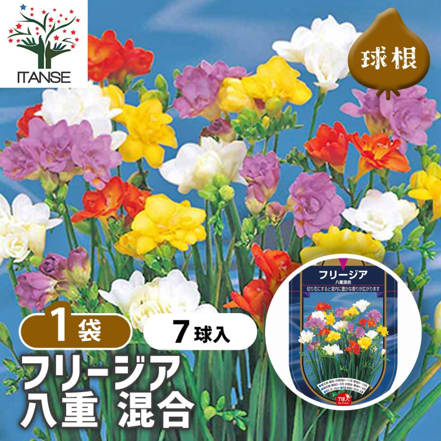 フリージア 八重 混合 花球根 7球/1個売り 花 球根植物 きゅうこん