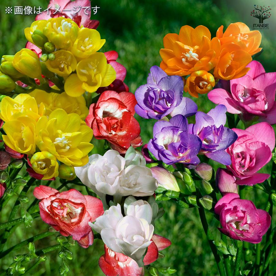 フリージア 八重 混合 花球根 7球/1個売り 花 球根植物 きゅうこん