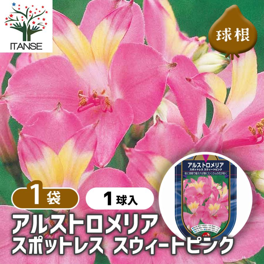 アルストロメリア スポットレス スイートピンク 花球根 1球/1個売り