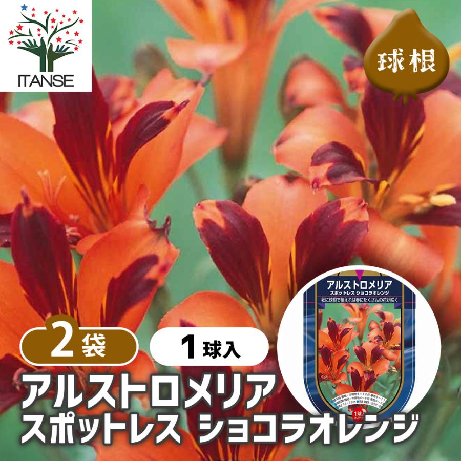 アルストロメリア スポットレス ショコラオレンジ 花球根 1球/お買い得