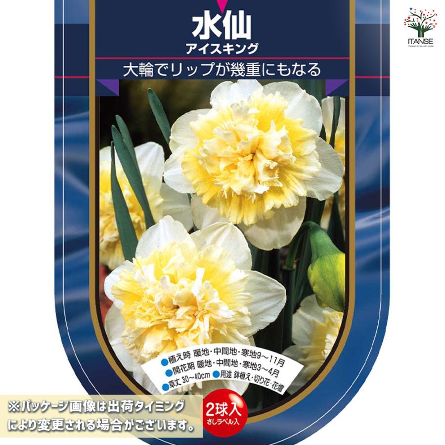 球根 水仙八重咲き アイスキング 花球根 2球/お買い得4個セット 球根の