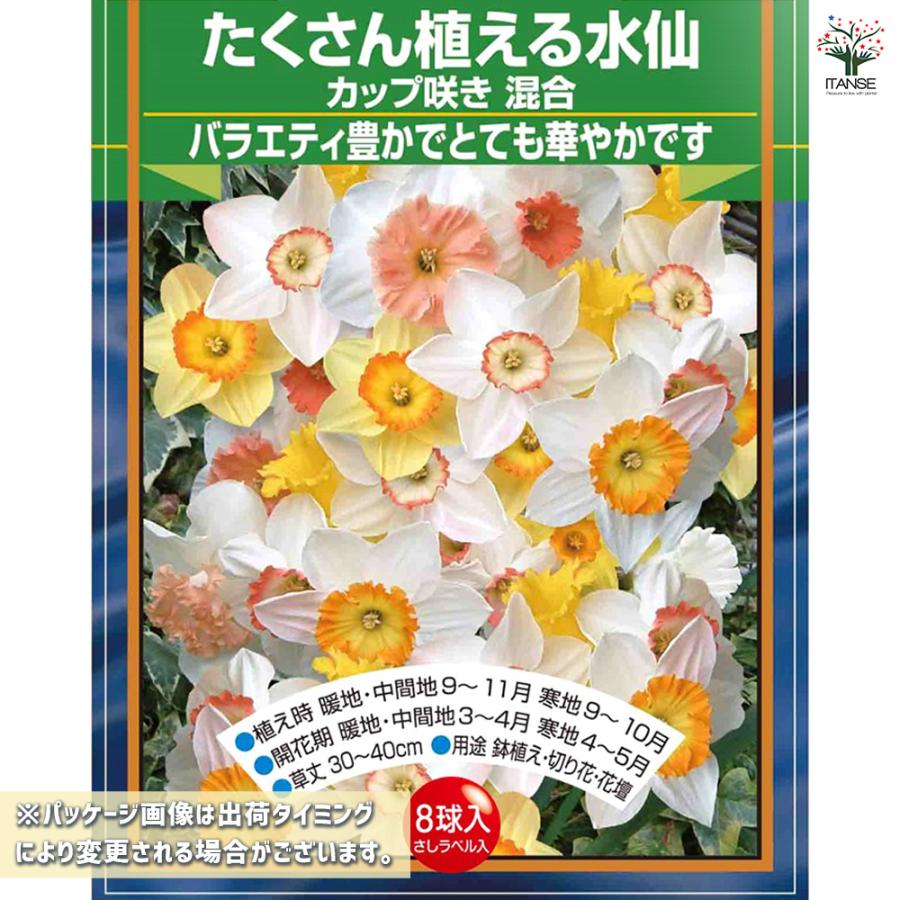 球根 たくさん植える水仙 カップ咲き 混合 花球根 8球/1個売り 球根の