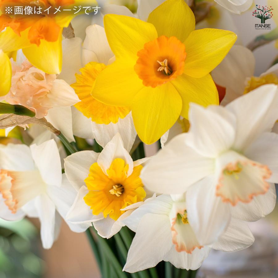 球根 たくさん植える水仙 カップ咲き 混合 花球根 8球/1個売り 球根の