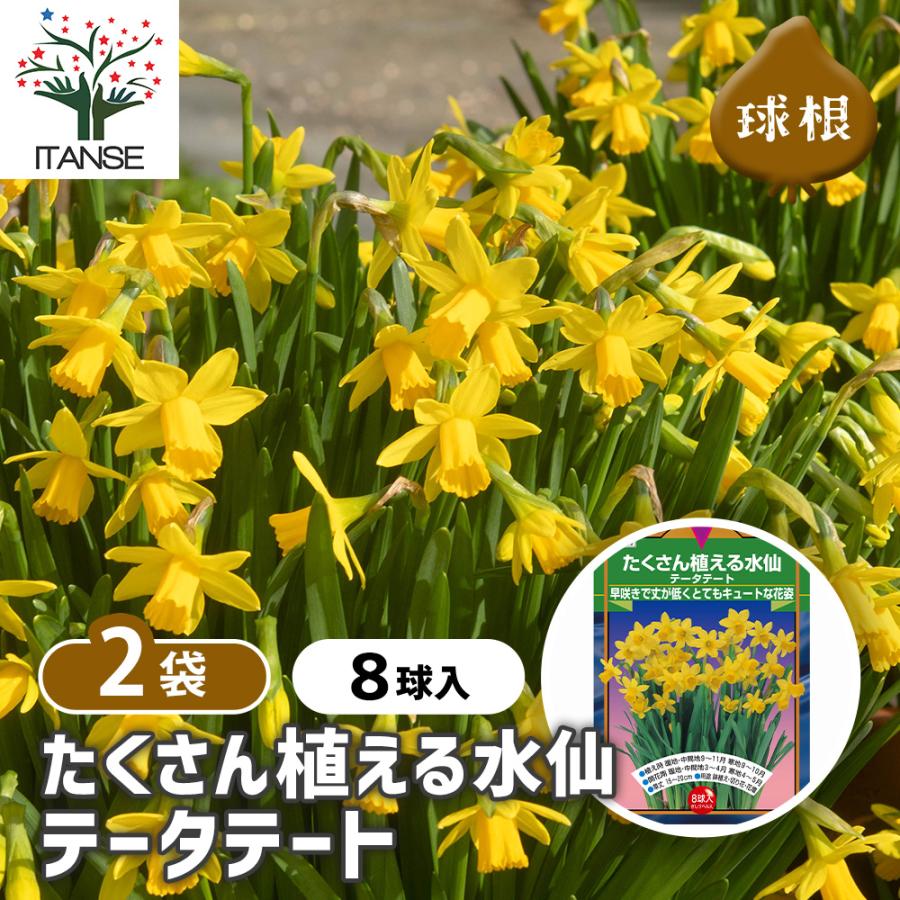 球根 たくさん植える水仙 テータテート 花球根 8球/お買い得2個セット