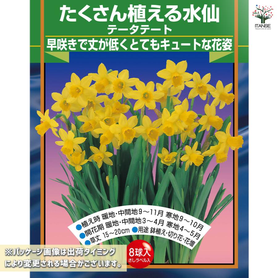 球根 たくさん植える水仙 テータテート 花球根 8球/お買い得2個セット