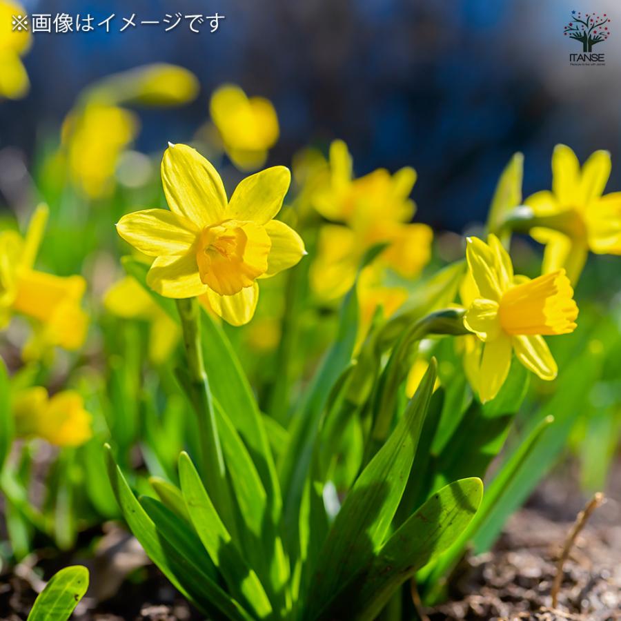 球根 たくさん植える水仙 テータテート 花球根 8球/お買い得2個セット