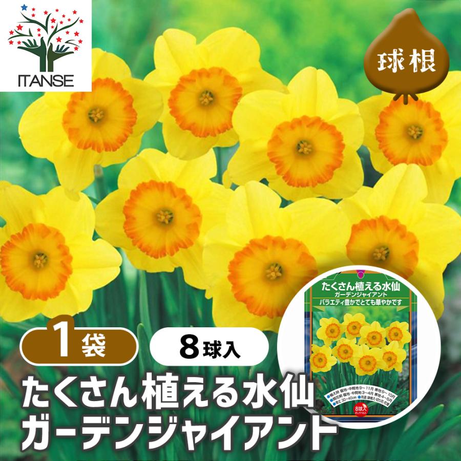 球根 たくさん植える水仙 ガーデンジャイアント 花球根 8球/1個売り