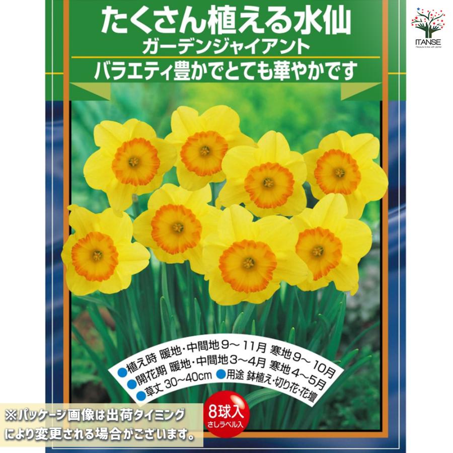 球根 たくさん植える水仙 ガーデンジャイアント 花球根 8球/1個売り
