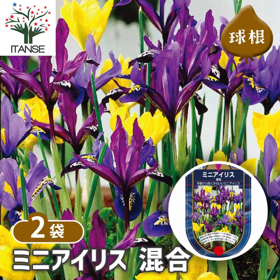 球根 ミニアイリス 混合 花球根 5球/お買い得2個セット 球根の花