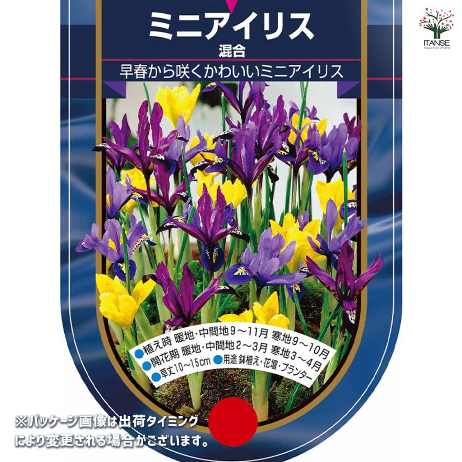 球根 ミニアイリス 混合 花球根 5球/お買い得2個セット 球根の花