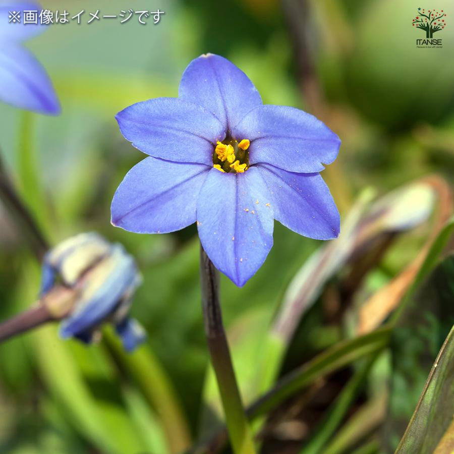 球根 スプリングスターフラワー ジェシー 花球根 7球/1個売り 球根の花