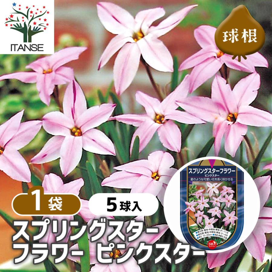 球根 スプリングスターフラワー ピンクスター 花球根 5球/1個売り 球根