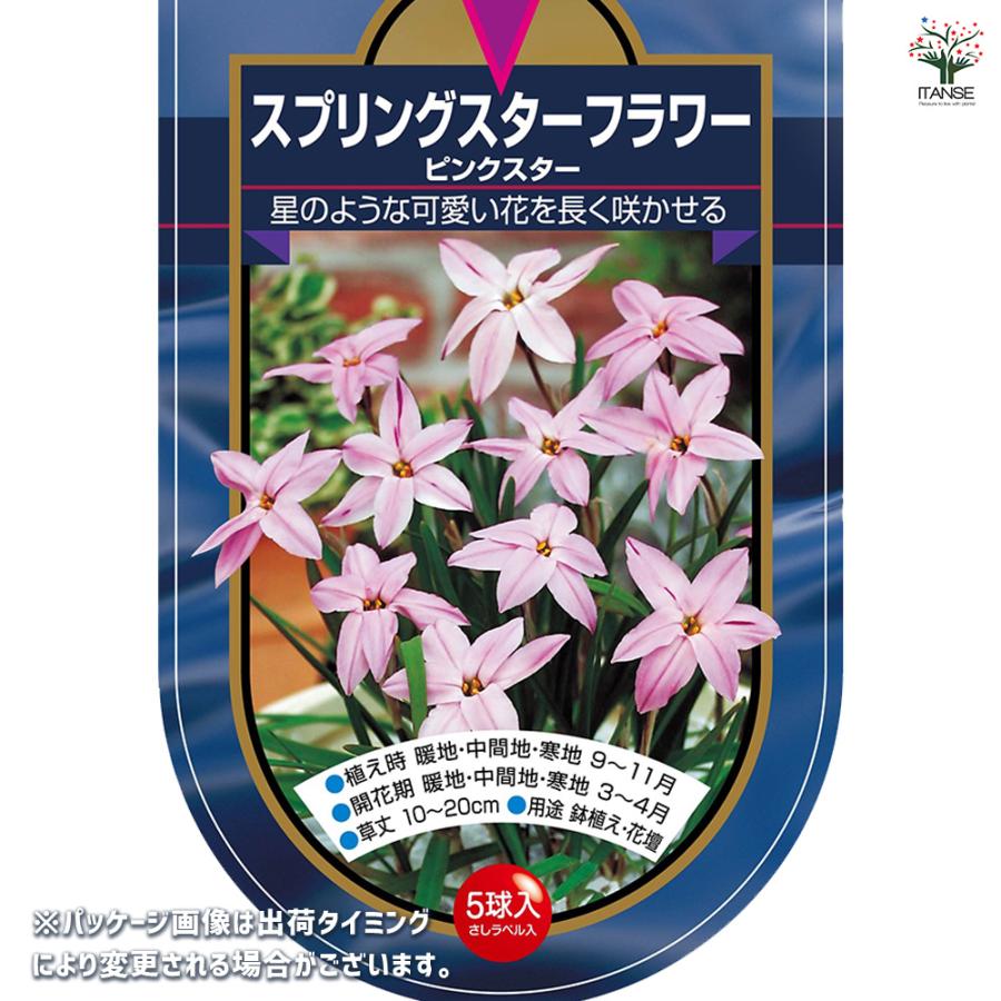 球根 スプリングスターフラワー ピンクスター 花球根 5球/1個売り 球根
