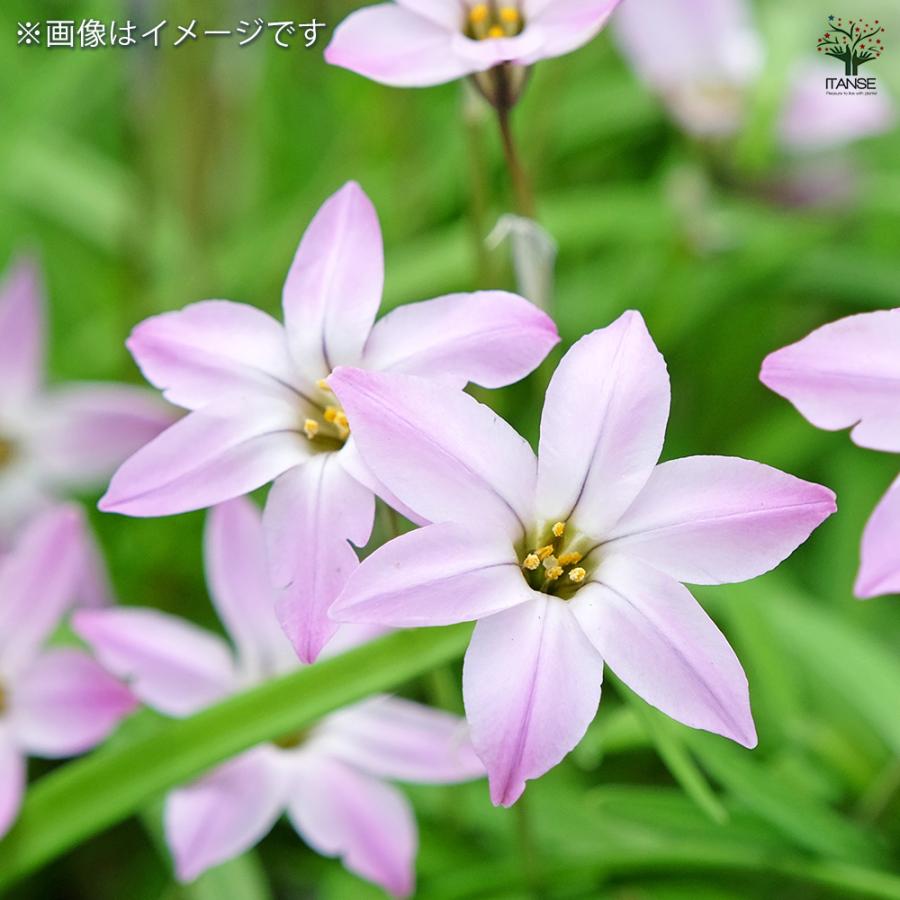 球根 スプリングスターフラワー ピンクスター 花球根 5球/1個売り 球根