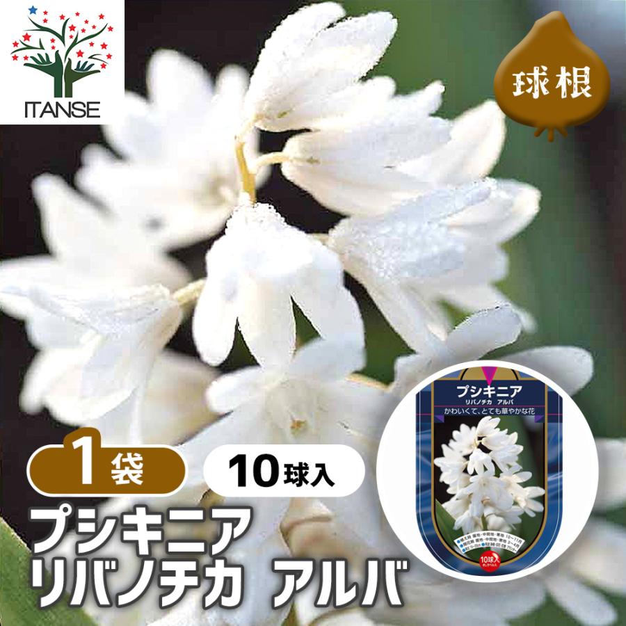 球根 プスキニア リバノチカ アルバ 花球根 10球/1個売り 球根の花
