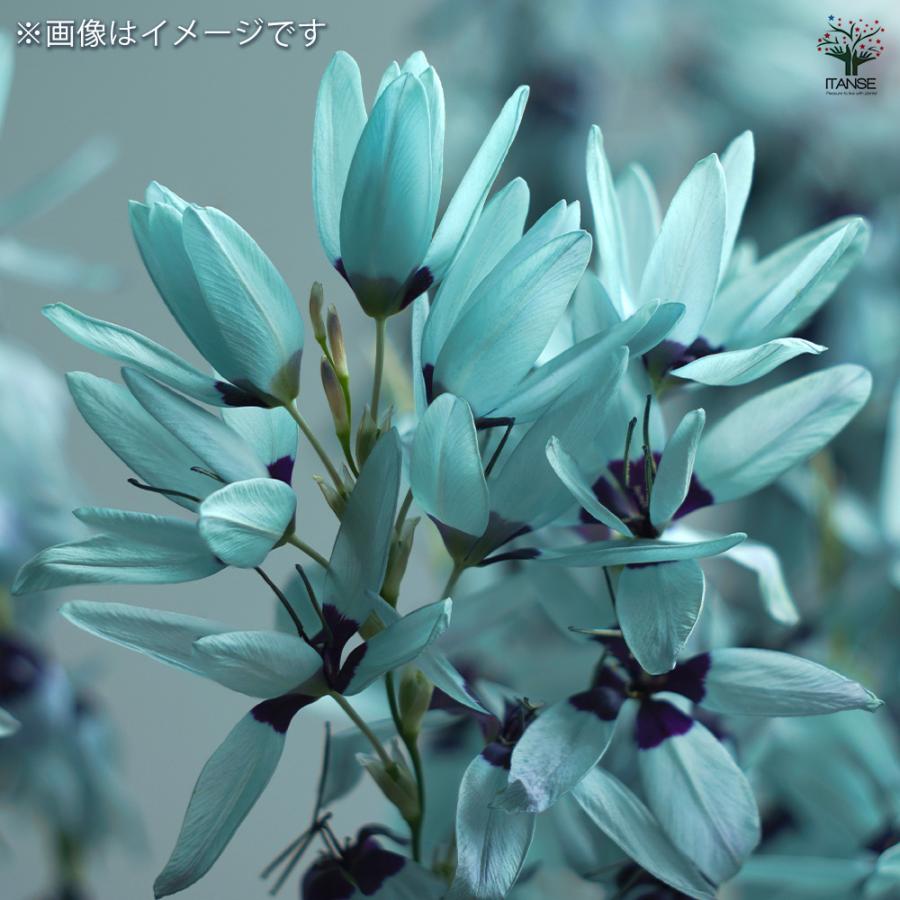 球根 イキシア ビリディフローラ 花球根 2球/1個売り 球根の花 鉢植え